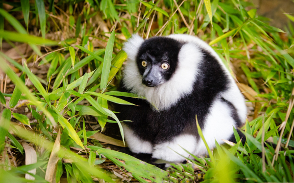 Черно-белый лемур вари