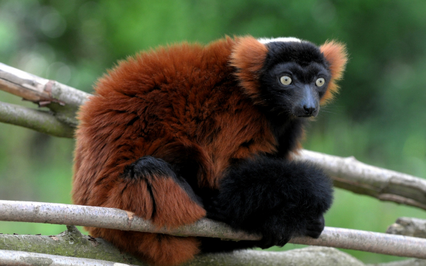 Черно-рыжий лемур вари
