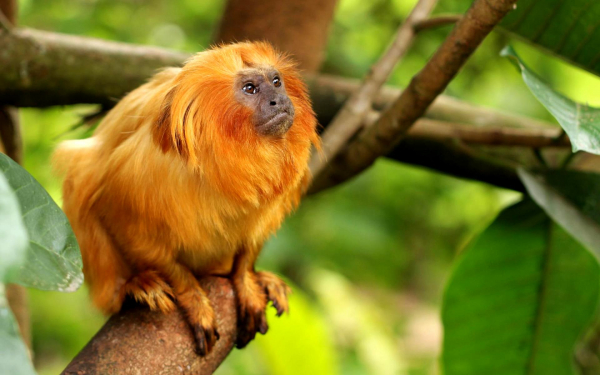 Золотистый львиный тамарин