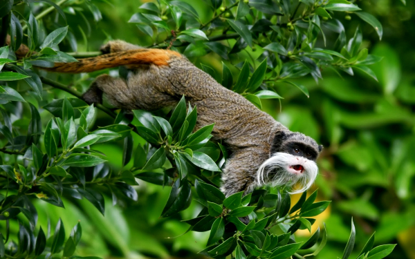 Обезьяна императорский тамарин