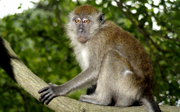 Макака на дереве