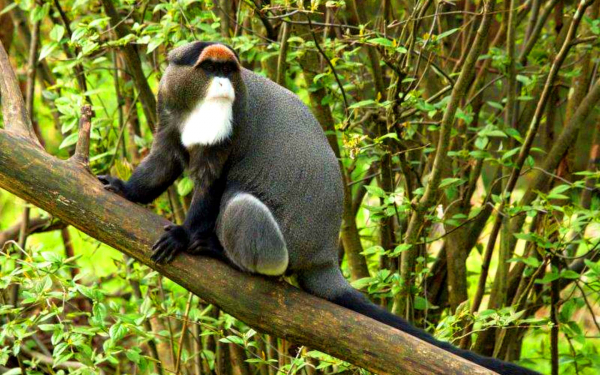 Мартышка Бразза