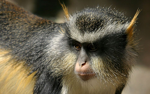 Мартышка Вольфа