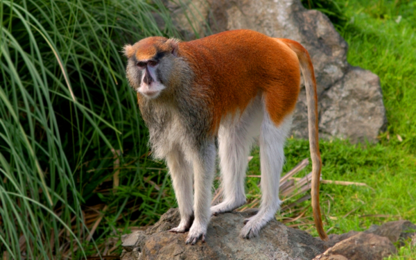 Мартышка-гусар