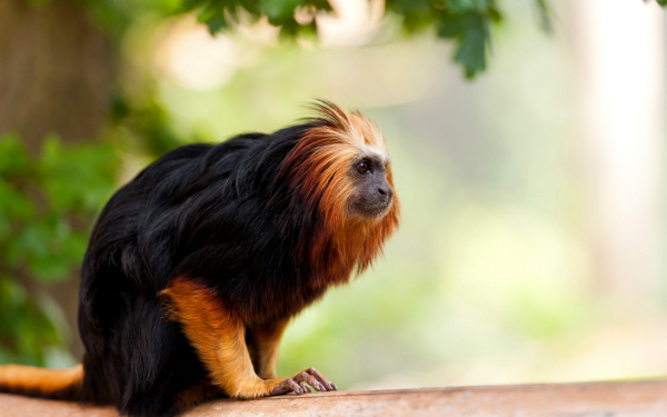 Обезьяна львиный тамарин