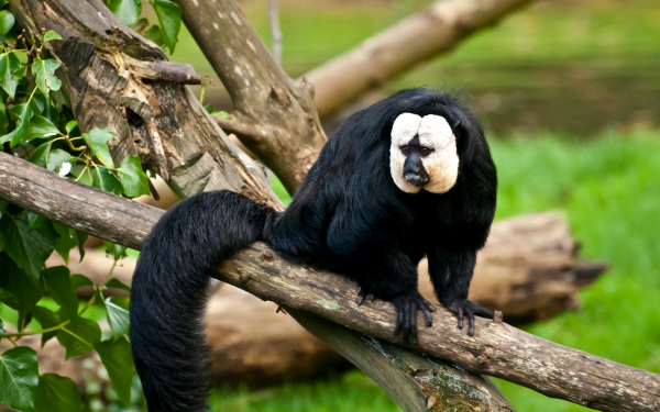 Обезьяна саки