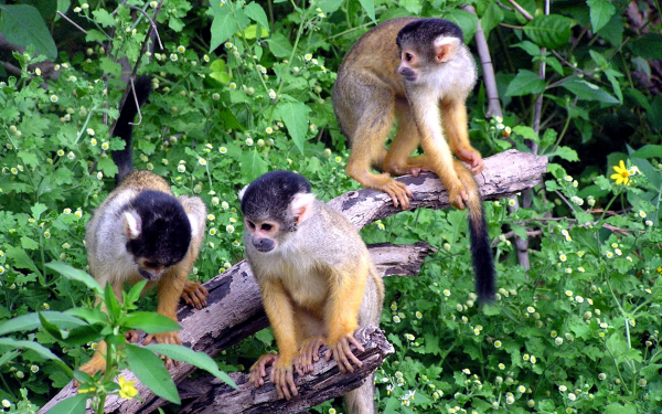 Обезьяны капуцины