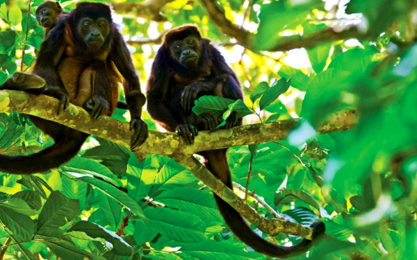 Обезьяны на ветке