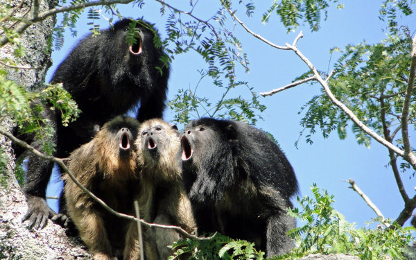 Обезьяны ревуны