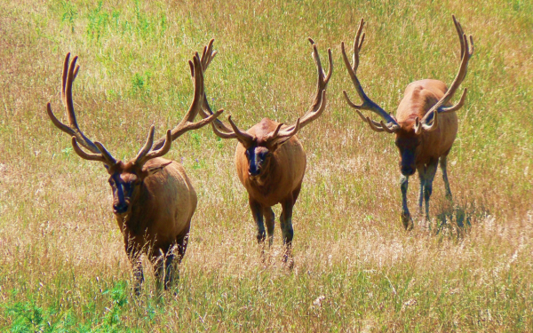 Американские олени вапити