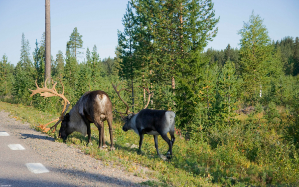 Два северных оленя