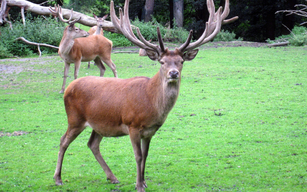 Олени на поляне