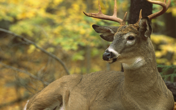 Олень в лесу