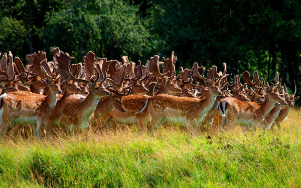 Стадо пятнистых оленей