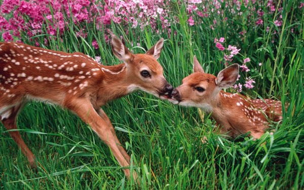 Два пятнистых олененка