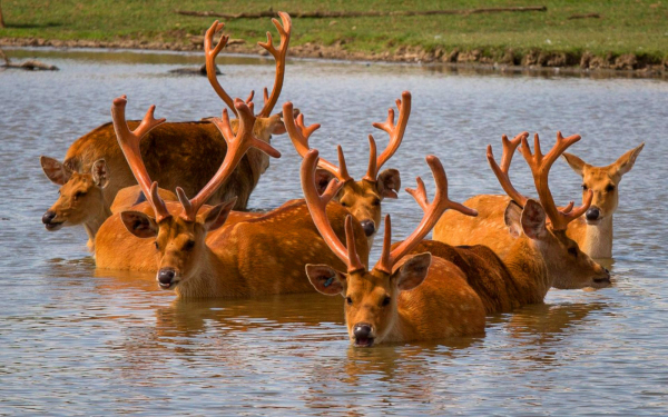 Олени в воде
