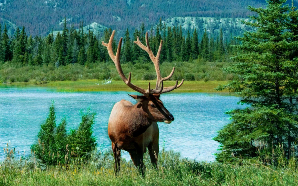 Олень на берегу реки