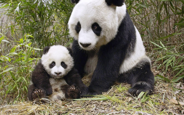Панда с детенышем