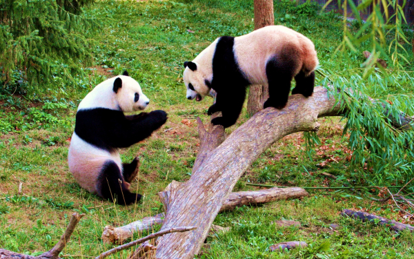 Панды