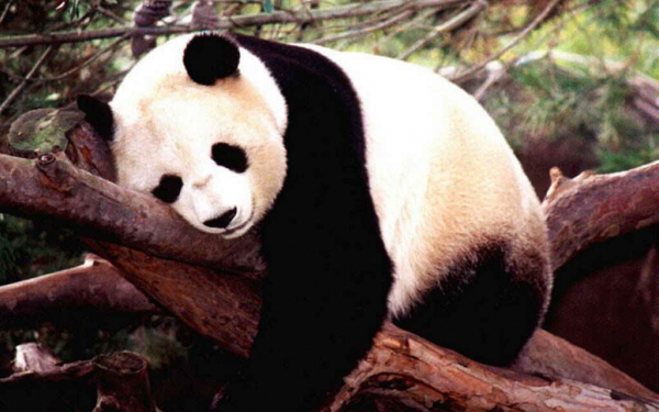 Панда отдыхает