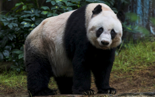 Большая панда