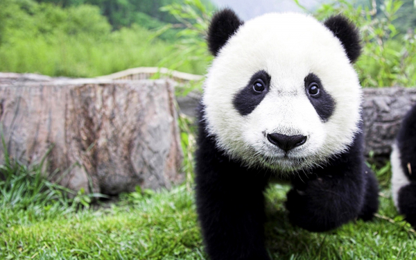 Малыш панда