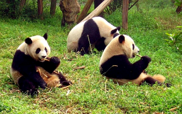 Медведи панды на поляне