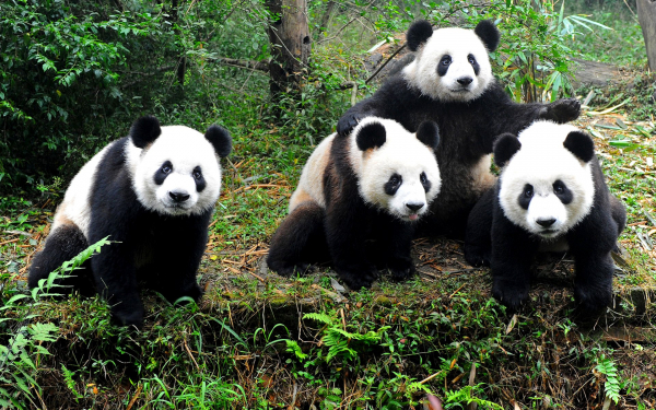 Медведи панды