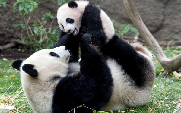 Медведица панда играет с медвежонком