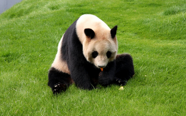 Медведь панда