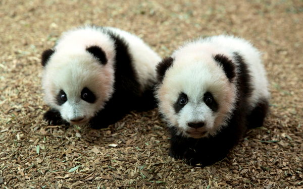 Медвежата панды