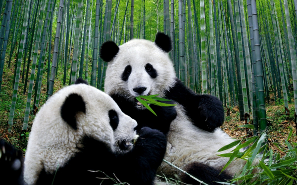 Панды в бамбуковом лесу