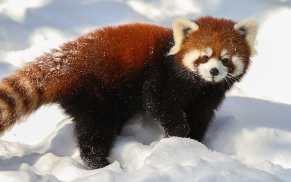 Красная панда на снегу