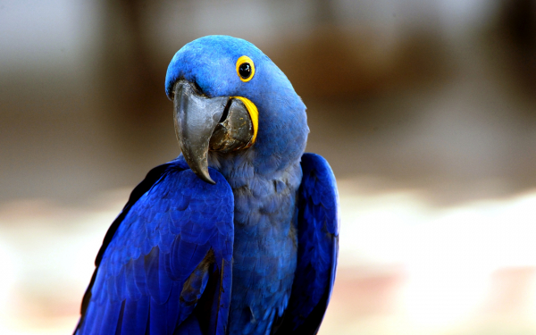 Гиацинтовый ара