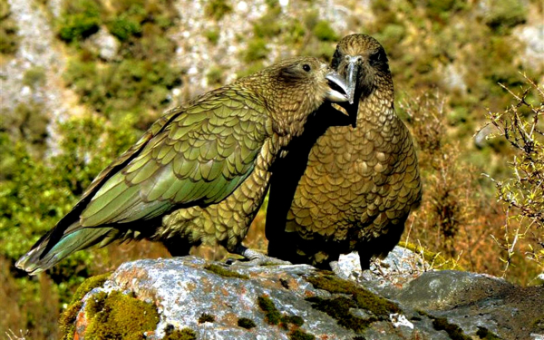 Совиные попугаи какапо