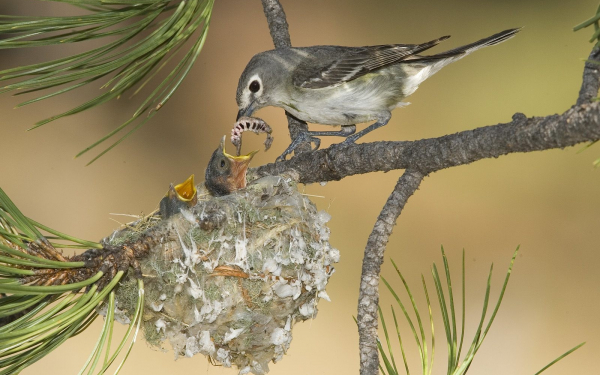 Птица кормит птенцов