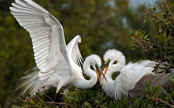 Белые цапли на дереве