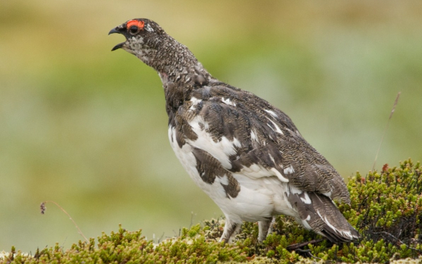 Самец серой куропатки