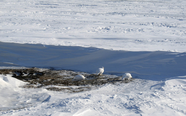 Белые куропатки