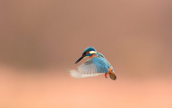 Полет зимородка