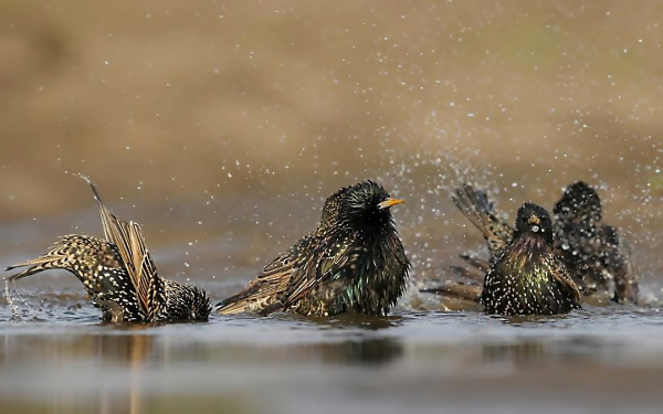 Скворцы купаются