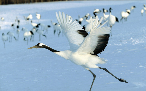 Журавли на снегу