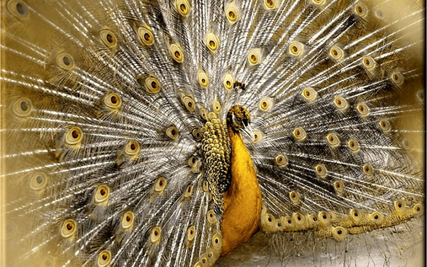 Золотой павлин