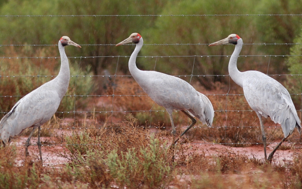 Австралийские журавли
