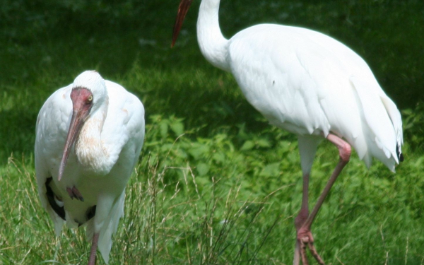 Белые журавли