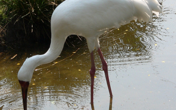 Белый журавль