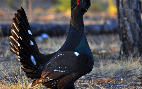 Птица глухарь