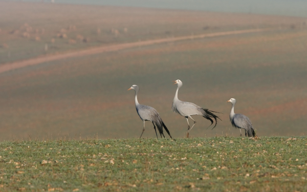 Журавли красавки