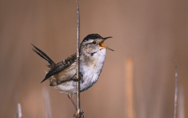 Крапивник поет