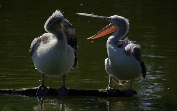 Два пеликана